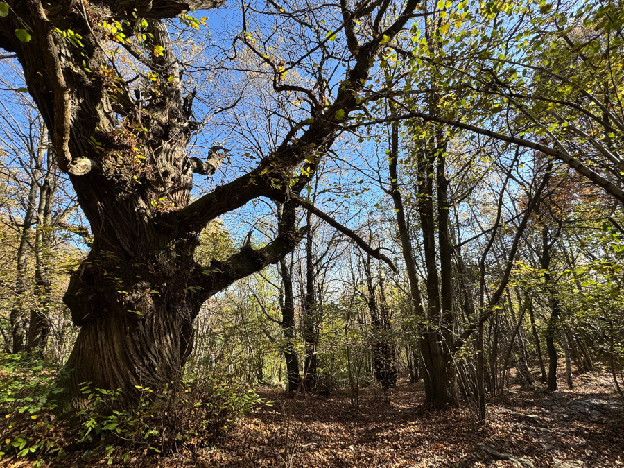 Rocca sella albero secolare castagno