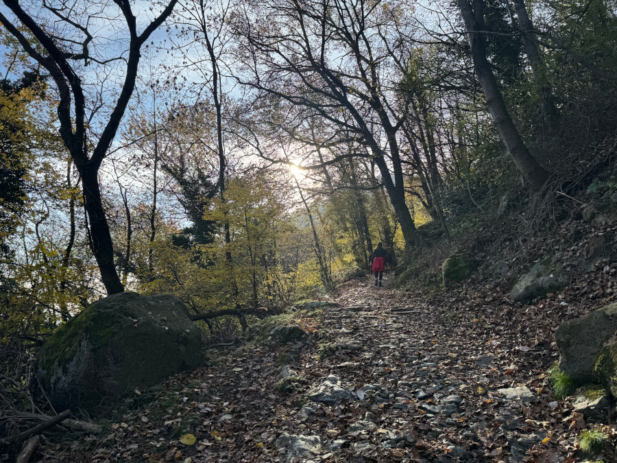 Sentiero bosco sole inverno